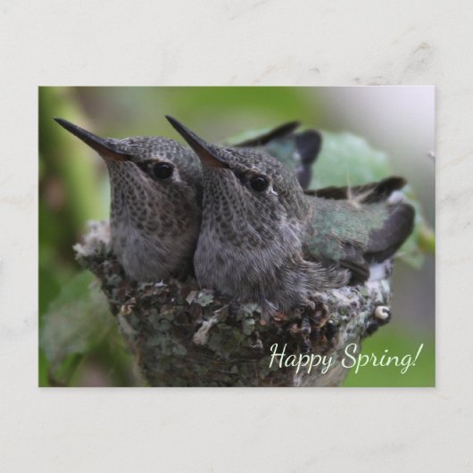 Customizable Cute Baby Hummingbirds Photo | Postkarte (Vorderseite)