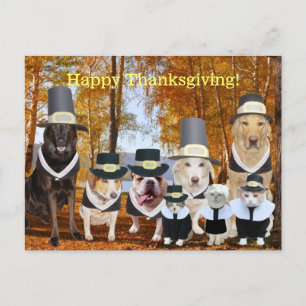 Customizable Funny Pilgrim Dogs Thanksgiving Post Feiertagspostkarte