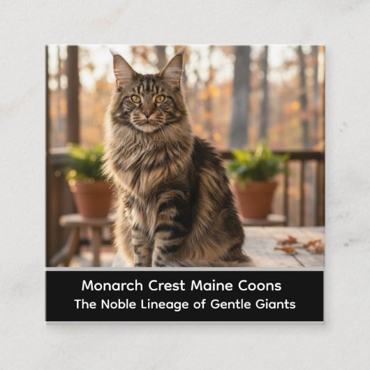 Customizable Maine Coon Cat Cattery Business Card Quadratische Visitenkarte (Vorderseite)