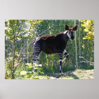 Customizable Okapi Poster