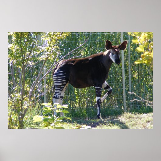 Customizable Okapi Poster (Vorne)