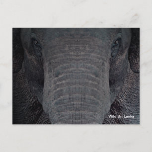 Customizable Sri Lanka Elephant Postcard Postkarte