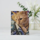 Cute Adorable Sleepy Ginger Kitty Postkarte (Stehend Vorderseite)