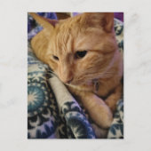 Cute Adorable Sleepy Ginger Kitty Postkarte (Vorderseite)