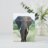 cute African Elephant Postkarte (Stehend Vorderseite)