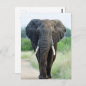 cute African Elephant Postkarte (Vorne/Hinten)