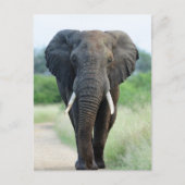 cute African Elephant Postkarte (Vorderseite)