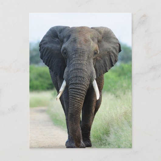 cute African Elephant Postkarte (Vorderseite)
