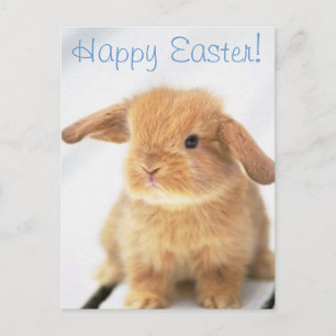 Cute Baby Bunny Happy Easter Design Feiertagspostkarte