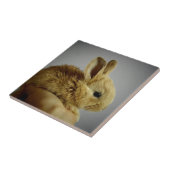 Cute Baby Bunny in Hand Fliese (Seite)