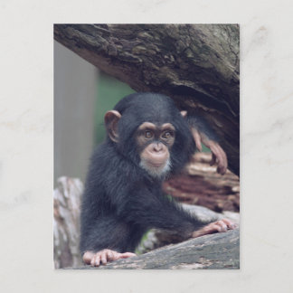 cute baby Chimpanzee Postkarte