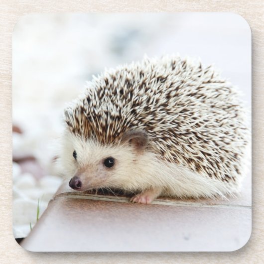 Cute Baby Hedgehog Photo Getränkeuntersetzer (Vorderseite)