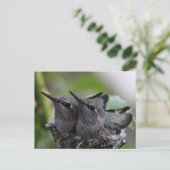 Cute Baby Hummingbirds Photo Postcard Postkarte (Stehend Vorderseite)