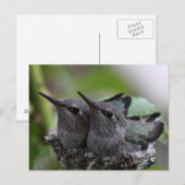 Cute Baby Hummingbirds Photo Postcard Postkarte (Vorne/Hinten)