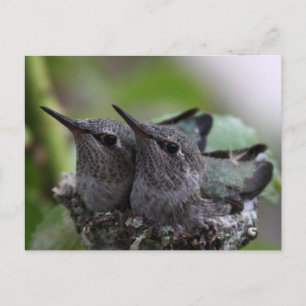 Cute Baby Hummingbirds Photo Postcard Postkarte