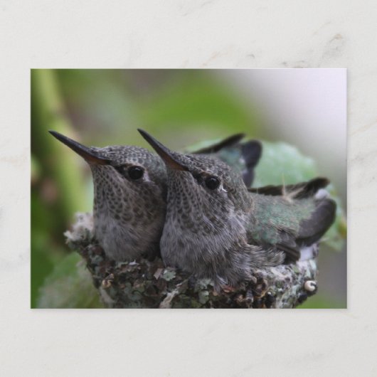 Cute Baby Hummingbirds Photo Postcard Postkarte (Vorderseite)