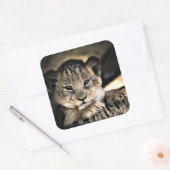 Cute Baby Lion Cub Stickers (Umschlag)