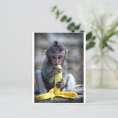 Cute baby macaque monkey eating banana postkarte (Stehend Vorderseite)