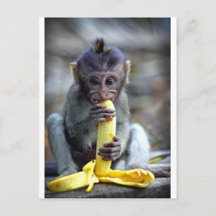 Cute baby macaque monkey eating banana postkarte