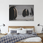 Cute Baby Penguin Chicks | unique Photo Art Leinwanddruck (Insitu (Schlafzimmer))