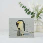 cute baby penguin with his mother postkarte (Stehend Vorderseite)