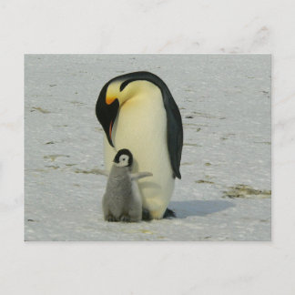 cute baby penguin with his mother postkarte