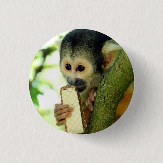 Cute Baby Squirrel Monkey Eating a Wafer Biscuit Button (Vorderseite)