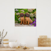 Cute Bavarian Mountain Hound Puppies with Flowers Poster (Küche)