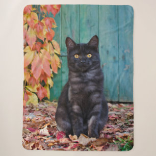 Cute Black Cat Kitten with Red Leaves Blue Door — Sherpadecke