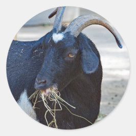 Cute Black Goat Foto Runder Aufkleber