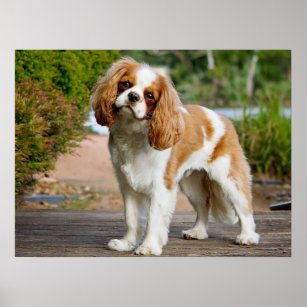 Cute Blenheim Cavalier King Charles Spaniel Puppy  Poster