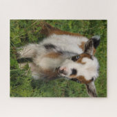 Cute Blue Eyed Nigerian Dwarf Dairy Goat Kid Puzzle (Horizontal)