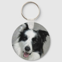 Cute Border Collie Photo Portrait