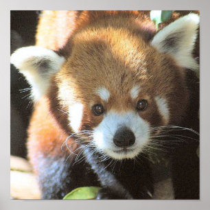 Cute Brown Bear Photo Poster