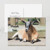 Cute Brown Goat Sleeping Photo Thank You Postkarte (Vorne/Hinten)