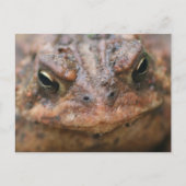 Cute Brown Toad Face Nature Postkarte (Vorderseite)