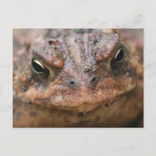 Cute Brown Toad Face Nature Postkarte (Vorderseite)