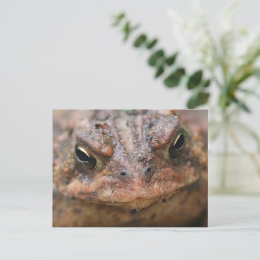 Cute Brown Toad Face Nature Postkarte (Stehend Vorderseite)