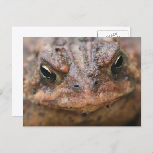 Cute Brown Toad Face Nature Postkarte (Vorne/Hinten)