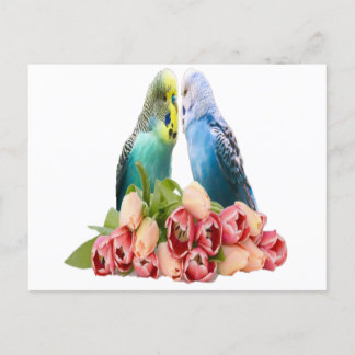 Cute Budgie Design Postkarte