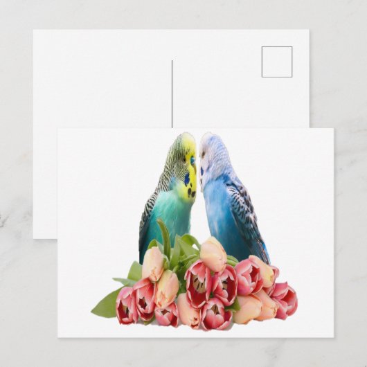 Cute Budgie Design Postkarte (Vorne/Hinten)