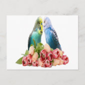 Cute Budgie Design Postkarte (Vorderseite)