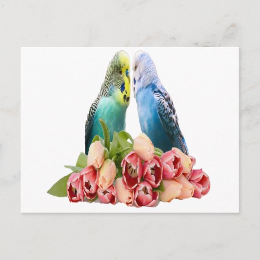 Cute Budgie Design Postkarte (Vorderseite)