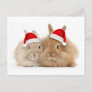 Cute Bunny Holiday Postcard Feiertagspostkarte