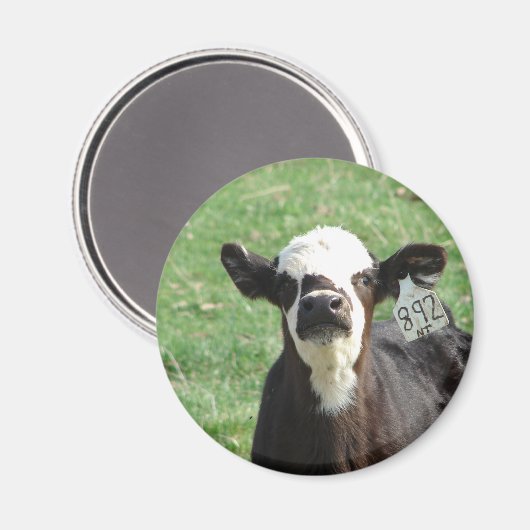 Cute Calf Magnet (Vorderseite/Rückseite)