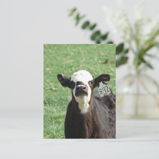Cute Calf Postkarte (Stehend Vorderseite)