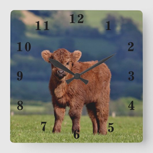Cute Calf Quadratische Wanduhr (Vorderseite)