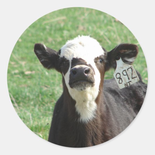 Cute Calf Runder Aufkleber (Vorderseite)