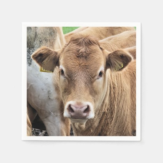 CUTE CALF SERVIETTE (Vorderseite)