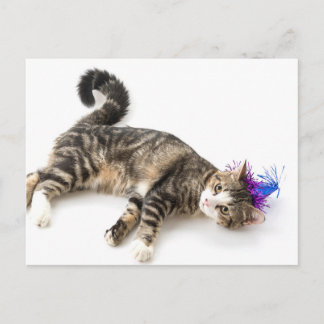 cute cat happy birthday postkarte